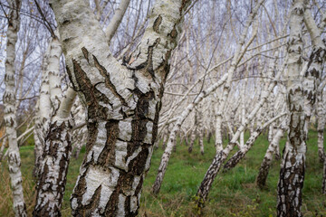 Planted Curly birches (Betula pendula var. carelica) in autumn. Curly birch is a special variety of...