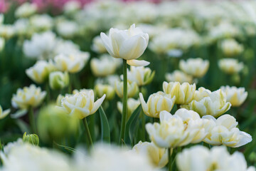 Field of blooming white tulips on a spring day. Selective focus