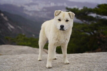 북한산 원효봉 진돗개 Jindo dog
