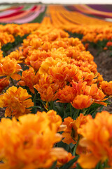 Field of blooming tulips on a spring day. Close up of orange flowers. Selective focus. Vertical view
