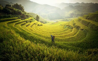 Farmer Rice Fields Terraced Rainny Season Mu Cang Chai Vietnam
