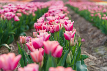 Field of blooming tulips on a spring day. Close up of pink flowers. Selective focus