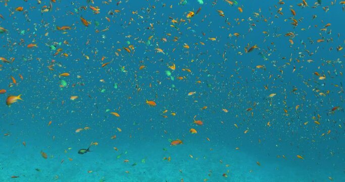 A swarm of red and turquoise fish looking like dots in the blue water.