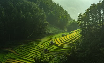 Fototapete Mu Cang Chai Rice Fields Terraced Mu Cang Chai Yenbai Vietnam