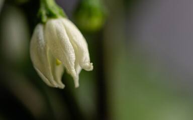 Nearly a Chilli