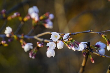 벚꽃 봄