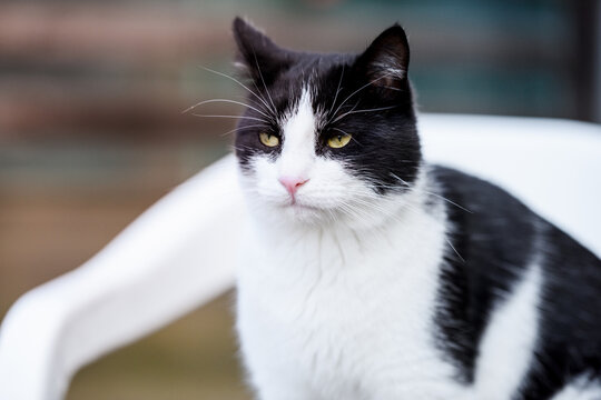 Domestic black and white cat photo