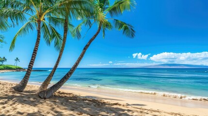 Palm trees and sand, sunny day, blue sky, ocean view