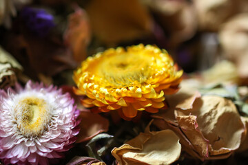 Dried flowers close up.