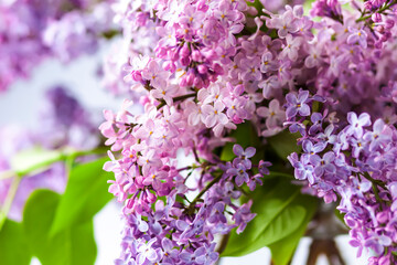 Syringa vulgaris or lilac purple fragrant garden flowers.