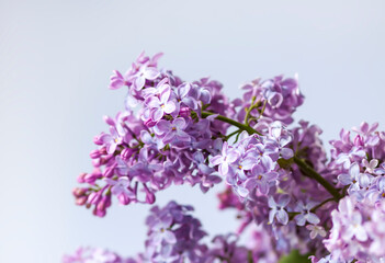 Syringa vulgaris or lilac purple fragrant garden flowers.