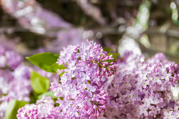Syringa vulgaris or lilac purple fragrant garden flowers.