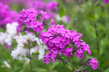 Blooming phlox garden flowers. Decorative plants.