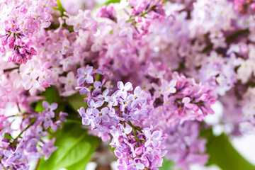 Syringa vulgaris or lilac purple fragrant garden flowers.