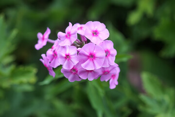 Obraz premium Blooming phlox garden flowers. Decorative plants.