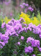 Blooming phlox garden flowers. Decorative plants.