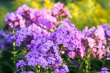 Blooming phlox garden flowers. Decorative plants.