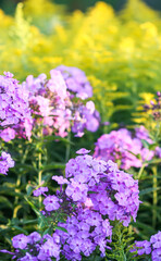 Blooming phlox garden flowers. Decorative plants.