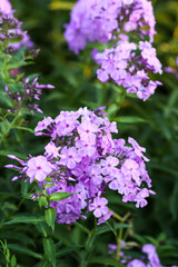 Blooming phlox garden flowers. Decorative plants.
