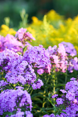 Blooming phlox garden flowers. Decorative plants.