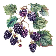Fototapeta premium Blackberry, Watercolor illustration, Morus nigra, Fruit, Food
