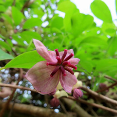 春にアケビが白と紫の花を咲かせています