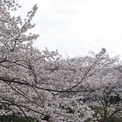春に桜がピンクの花を咲かせています