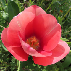 春にチューリップがカラフルな花を咲かせています