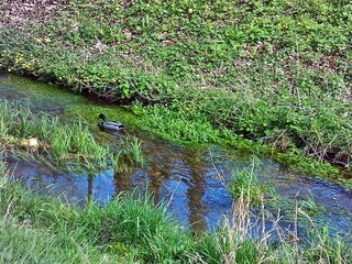 Ente im Bach