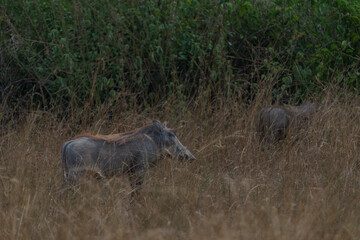 Warthog in the savannah