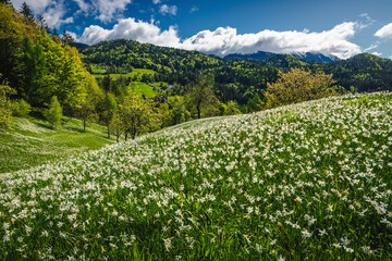 Abundance white daffodil flowers on the hills in Slovenia - 778853249