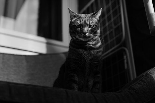 Black and white photograph of a cat. Stylish cat photo. 