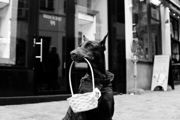 Good Doberman. Good Boy. Good dog. Dog with a basket. Brutal dog. Black and white photograph of a...