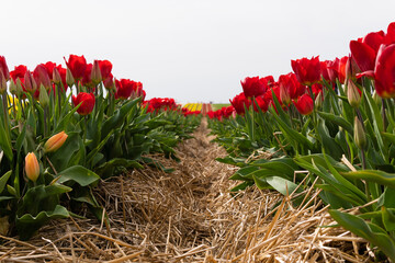 Bright colorful fields with tulips close-up