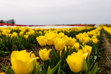 Blooming fields with tulips. Spring fields with tulips. Rows of tulips. Bright colorful fields with tulips