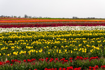 Blooming fields with tulips. Spring fields with tulips. Rows of tulips. Bright colorful fields with tulips