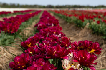 Blooming fields with tulips. Spring fields with tulips. Rows of tulips. Bright colorful fields with tulips