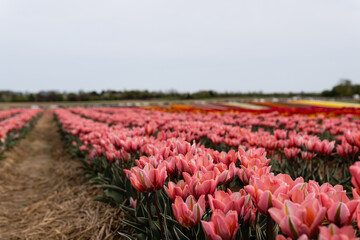 Blooming fields with tulips. Spring fields with tulips. Rows of tulips. Bright colorful fields with tulips