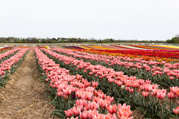 Blooming fields with tulips. Spring fields with tulips. Rows of tulips. Bright colorful fields with tulips