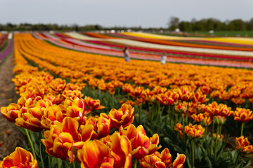 Blooming fields with tulips. Spring fields with tulips. Rows of tulips. Bright colorful fields with...