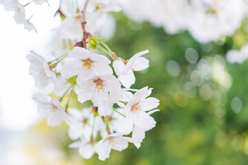 さくらの花