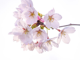 Obraz premium 桜の花