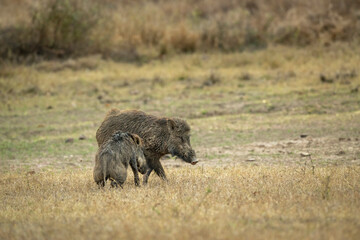 Two wild male Indian boar or Andamanese pig or Moupin pig or Sus scrofa cristatus in natural scenic green open grassland or field at panna national park forest tiger reserve madhya pradesh indiaasia