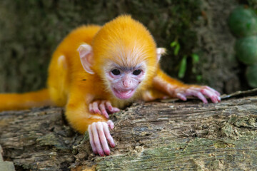  Trachypithecus cristatus, apes From Borneo Island 