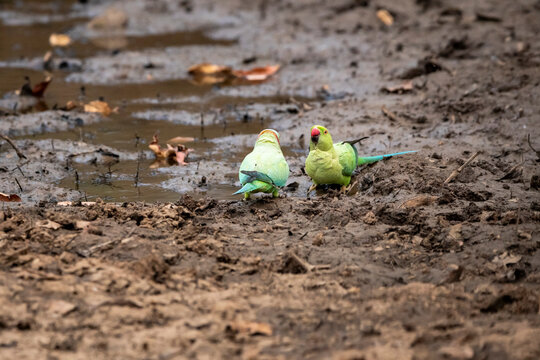Rose ringed parakeet or ring necked parakeet or Psittacula krameri pair or couple parrot on ground with face expression at panna national park forest tiger reserve madhya pradesh india asia