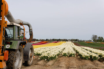 cutting tulips in the field.  Harvesting tulips on the field. Harvesting flowers on the field. End...