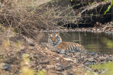 wild huge male bengal tiger or panthera tigris resting in waterhole cooling off body summer season morning safari tour in dry forest or jungle at panna national park tiger reserve madhya pradesh india