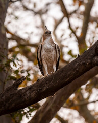 changeable or crested hawk eagle or nisaetus cirrhatus closeup front profile feather details...