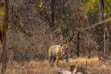 wild huge male bengal tiger panthera tigris walking head on territory stroll in summer season morning safari or tour in dry forest or jungle at panna national park tiger reserve madhya pradesh india