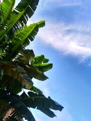 Natural Green banana leaves against sky background with clouds and a line of electrical cable. Image with copy space